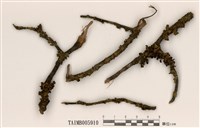 藏品(島衣屬)的圖片